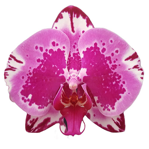 Phalaenopsis Red Lion B S Phalaenopsis Red Lion B S
